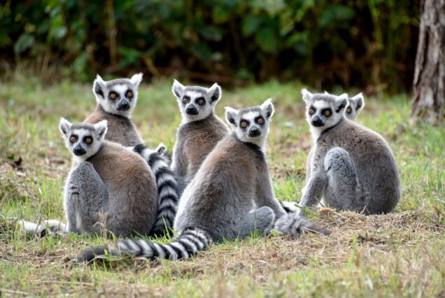 Five days tour to Andasibe-Mantadia National Park